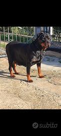 Rottweiler femmina