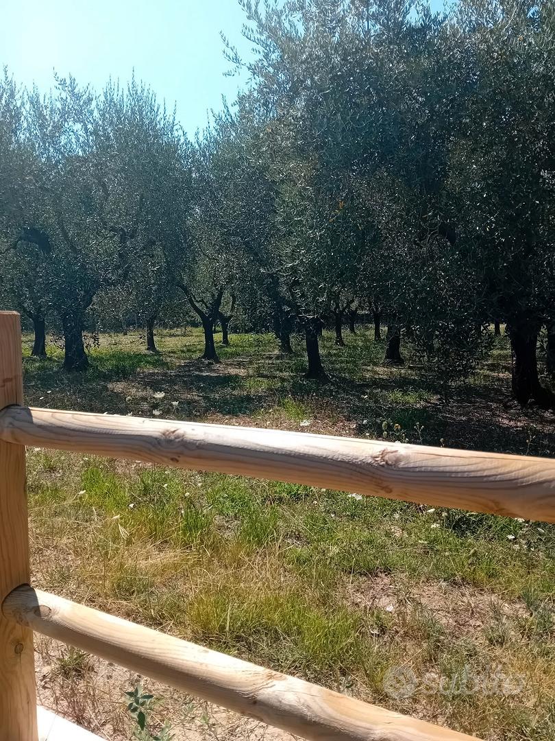 terreno con ulivi - Vista 3