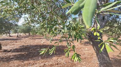 Terreno agricolo - Taranto