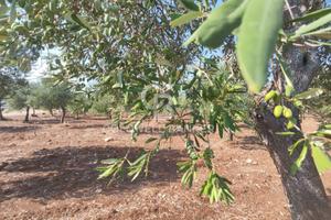 Terreno agricolo - Taranto
