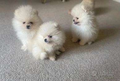 Cuccioli di spitz pomerania maschi e femmine