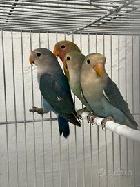 Inseparabili rosecollis 2026