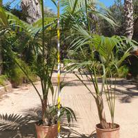Palme kentia in vaso