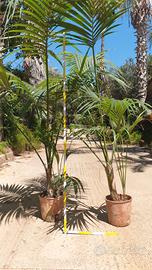 Palme kentia in vaso