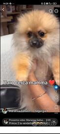Maschio con pedigree ENCI