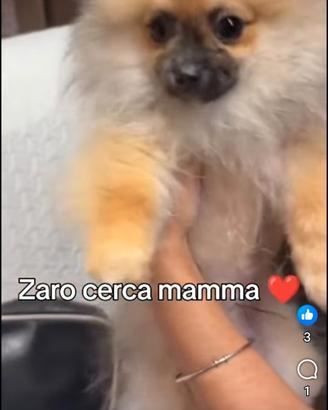 Maschio con pedigree ENCI