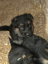 Cucciola di pastore tedesco