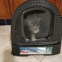 Lettiera gatto Curver 