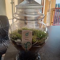 Vaso di vetro  con pianta carnivora