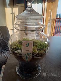 Vaso di vetro  con pianta carnivora