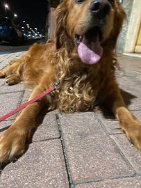 Golden retriever Americano 3 anni axel