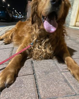 Golden retriever Americano 3 anni axel