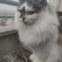 Gattino siberiano
