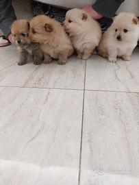 Cuccioli di spitz