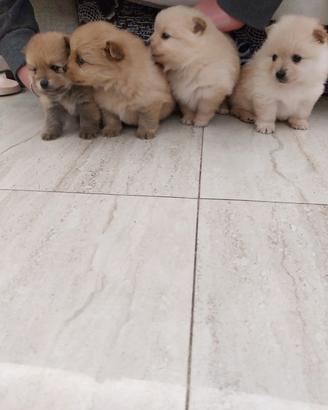 Cuccioli di spitz
