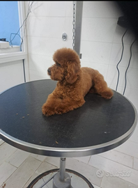 Disponibile per monta