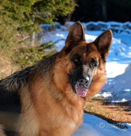 Pastore Tedesco addestrato