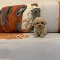 Maltipoo " TOY " ( Maltese Barboncino ) albicocca