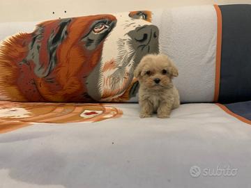 Maltipoo " TOY " ( Maltese Barboncino ) albicocca