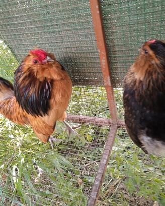 Polli Nani Barbute di Anversa e Groubbe