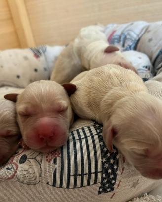 Cuccioli Golden Retriver