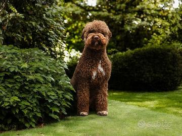 Lagotto Romagnolo