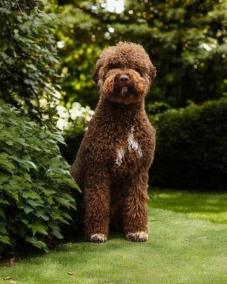 Lagotto Romagnolo