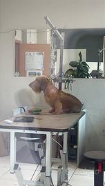 Bassotto pelo duro maschio X monta