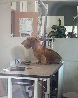 Bassotto pelo duro maschio X monta