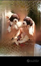 Lagotto romagnolo con pedigree
