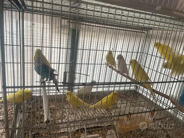 Cocorite 2026
