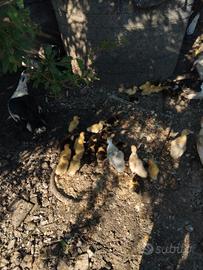 Animali,papere