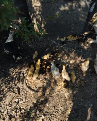 Animali,papere
