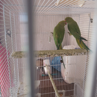 Papagallo