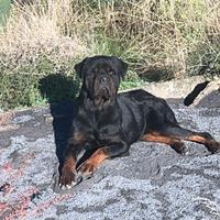 Rottwailer per monta