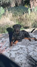 Rottwailer per monta