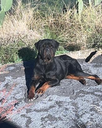 Rottwailer per monta