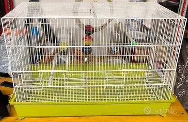 Canarini, pappagalli ecc