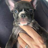 Cucciola bulldog francese