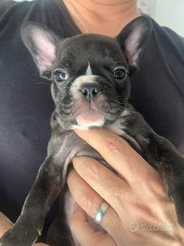 Cucciola bulldog francese