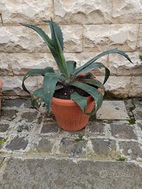 agave giovane