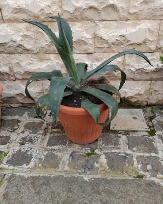 agave giovane