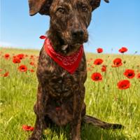 Cagnolino maschio meticcio