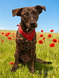 Cagnolino maschio meticcio