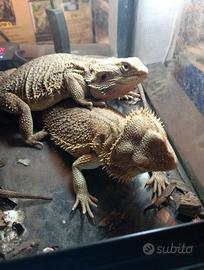 Drago barbuto o pogona