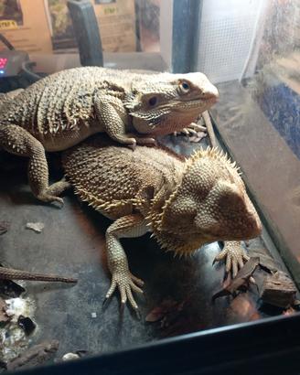 Drago barbuto o pogona