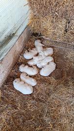 Cuccioli maremmano