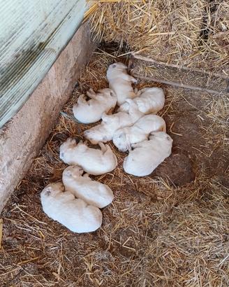 Cuccioli maremmano