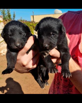 CUCCIOLI DI PASTORE BELGA GROENENDAEL