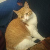 Brunilbe gatta 9 anni